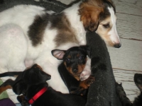 Valparna nästan 8 veckor