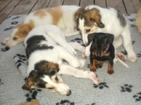 Valparna nästan 8 veckor