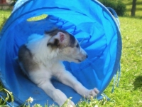 Valparna nästan 8 veckor