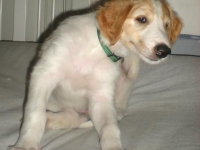 Valparna 6 veckor Eros