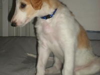 Valparna 6 veckor Erebos