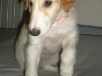 Valparna 6 veckor Ereshkigal