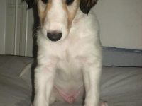 Valparna 6 veckor Euhemeros