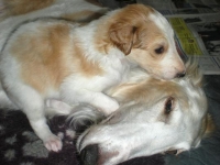 Doris med valp 23 dagar gammal