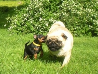 Valparna nästan 7 veckor