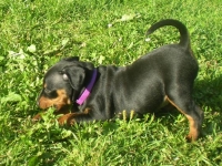 Valparna nästan 7 veckor