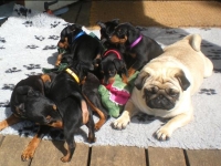 Valparna nästan 7 veckor