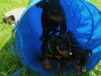 Valparna nästan 7 veckor