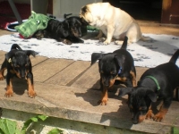 Valparna nästan 7 veckor