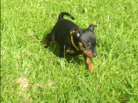 Valparna nästan 7 veckor