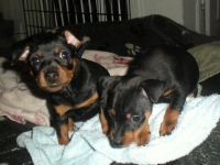 Valparna nästan 7 veckor