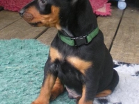 Valparna nästan 7 veckor