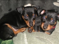 Valparna nästan 8 veckor