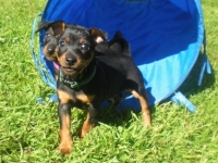 Valparna nästan 8 veckor