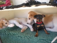 Valparna nästan 8 veckor