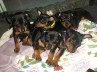 Valparna nästan 8 veckor