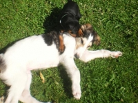 Valparna nästan 8 veckor