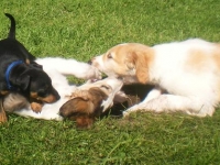 Valparna nästan 8 veckor