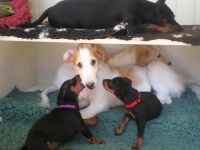 Valparna nästan 8 veckor