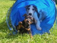 Valparna nästan 8 veckor