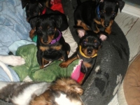 Valparna nästan 8 veckor