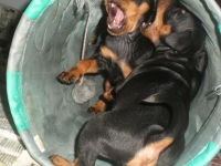 Valparna nästan 8 veckor