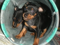 Valparna nästan 8 veckor