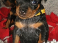 Valparna 4 veckor, Faustina