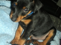 Valparna 8 veckor Forsete