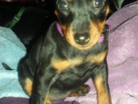 Valparna 8 veckor Felicitas