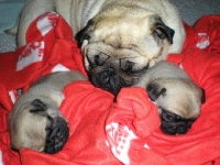 valparna drygt 3 veckor