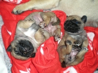 valparna drygt 3 veckor