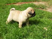 valparna drygt 7 veckor