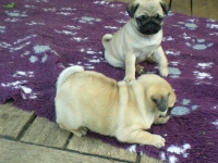 valparna drygt 7 veckor