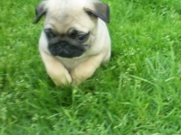 valparna drygt 7 veckor