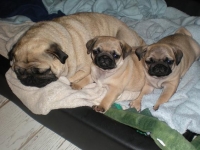 valparna drygt 8 veckor