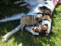 valparna drygt 8 veckor