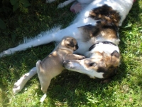 valparna drygt 8 veckor