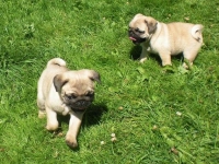 valparna drygt 8 veckor