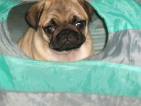 Valparna drygt 9 veckor