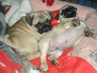 Valparna drygt 9 veckor