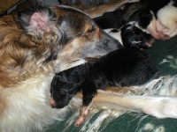 Valparna drygt 2 veckor