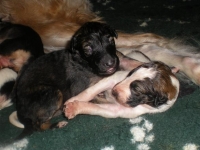 Valparna drygt 2 veckor