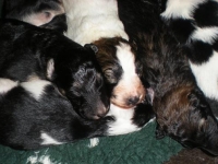 Valparna drygt 2 veckor