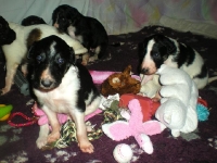 Valparna drygt 3 veckor