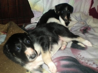 Valparna drygt 4 veckor