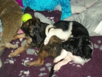 Valparna drygt 4 veckor