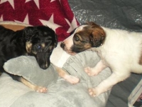 Valparna drygt 4 veckor