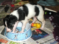 Valparna drygt 4 veckor