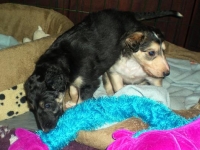 Valparna drygt 4 veckor